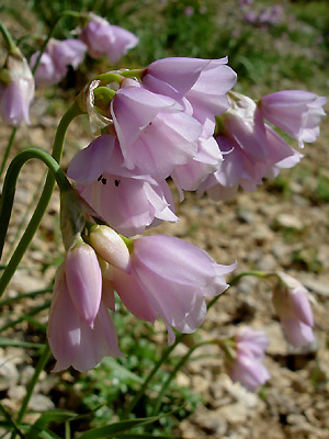 Ail  fleurs de Narcisse