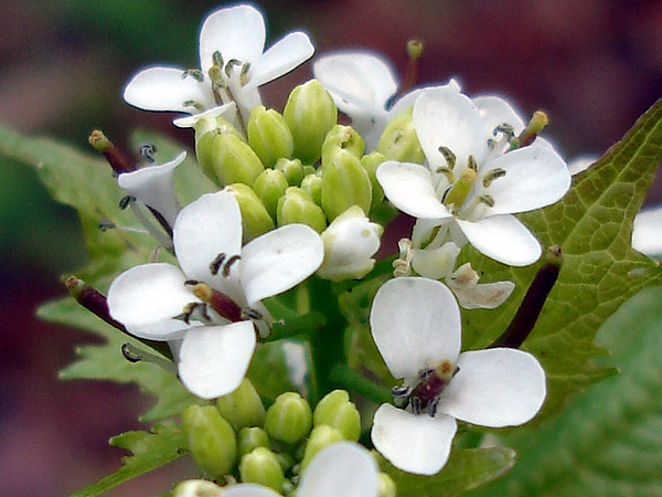 Alliaire officinale