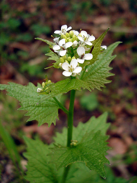 Alliaire officinale