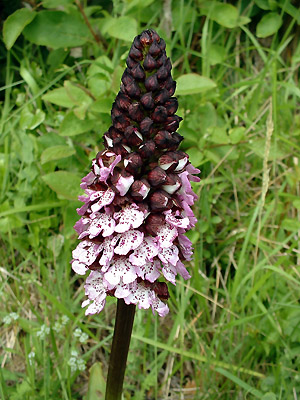 Orchis tachet