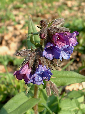 Pulmonaire officinale